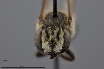 Media type: image;   Entomology 788867 Aspect: head frontal view